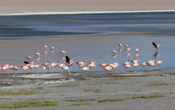 BO 1118 575 TT flamingos...