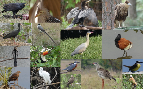 Pantanal vogels 600